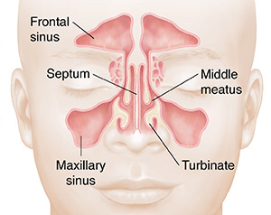 Front view of face showing sinuses.
