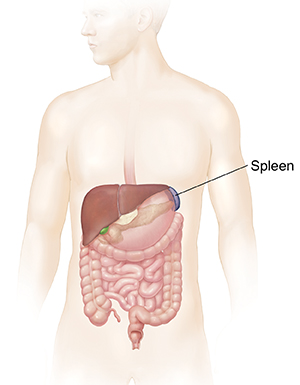 Outline of man showing GI tract and spleen. 