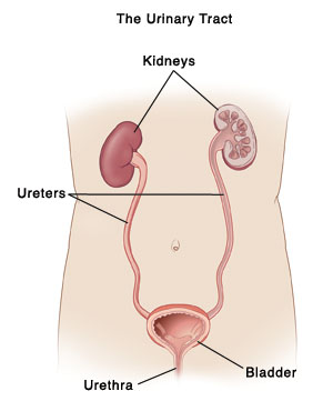 Outline of torso showing front view of urinary tract. Two kidneys are in upper abdomen. Each kidney is connected by ureter to bladder which is in pelvis. One kidney in cross section to show inside. Bladder in cross section to show where ureters enter bladder. Urethra goes from bladder to outside body. 