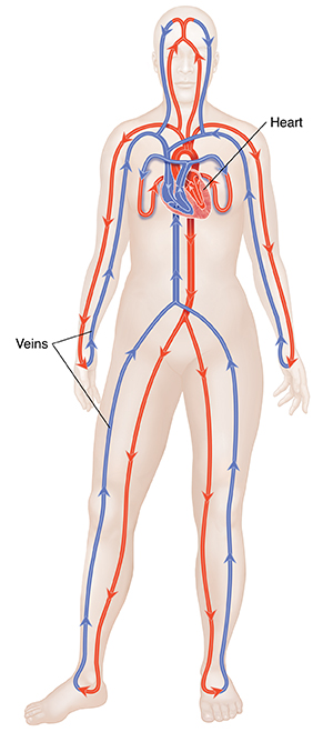 Front view of body showing arteries, veins, heart, and closed circulation system. 