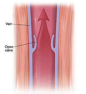 Cross section of muscle and vein showing open valve. Arrow shows blood moving up.