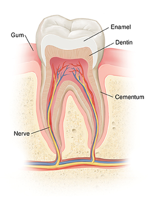 Cross section of healthy tooth.