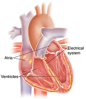 Cross section of heart showing atria, ventricles, and electrical system..