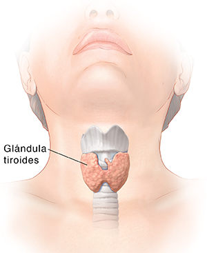 Vista frontal de una cabeza y un cuello donde se ven la tráquea y la glándula tiroidea.