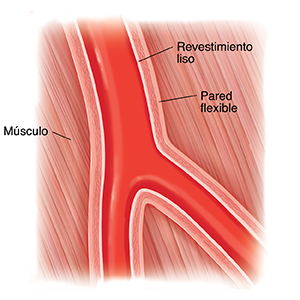 Corte transversal de una arteria periférica saludable.