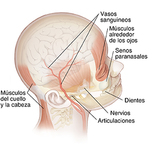 Vista del costado de la cabeza levemente desde arriba donde se muestran las causas del dolor de cabeza.