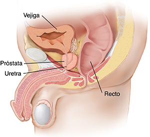 Vista lateral de los órganos pélvicos masculinos.