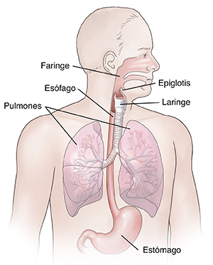 Vista frontal de un hombre donde se observa la anatomía del aparato respiratorio y del tracto digestivo superior.