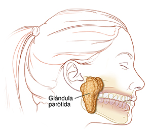 Vista lateral de una cabeza y un cuello donde puede verse la glándula parótida.