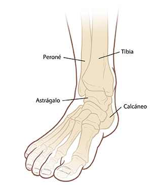 Vista delantera de los huesos del pie y el tobillo.